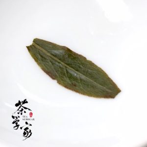 輕發酵烏龍茶-中發酵烏龍茶-綠葉鑲紅邊-烏龍茶-發酵-茶學家