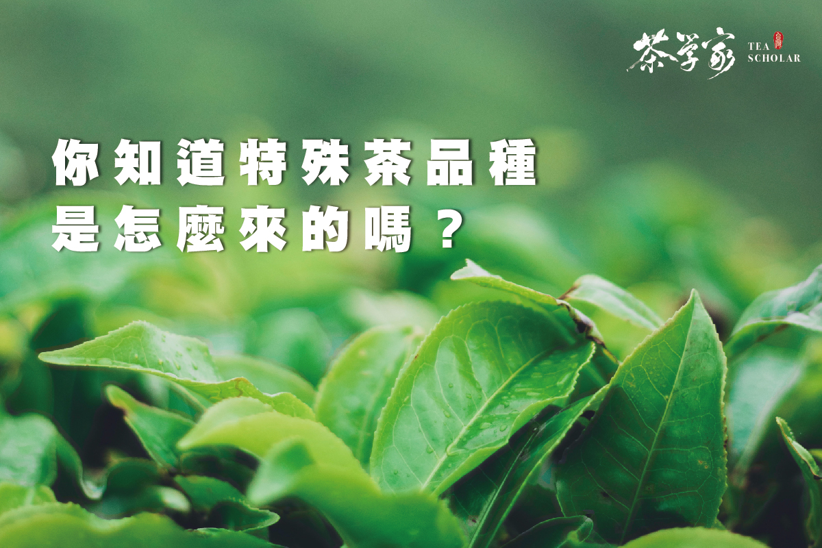 台灣茶 茶葉品種 茶樹品種 金萱 四季春 紅玉 紅韻 翠玉